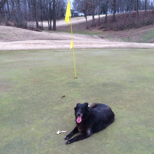 are dogs allowed on golf courses